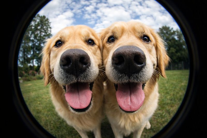Happy pets